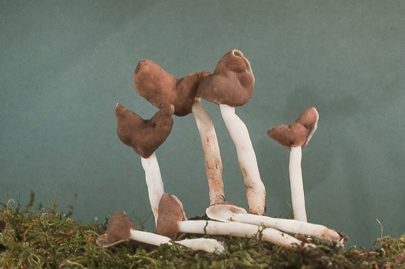 Helvella elastica